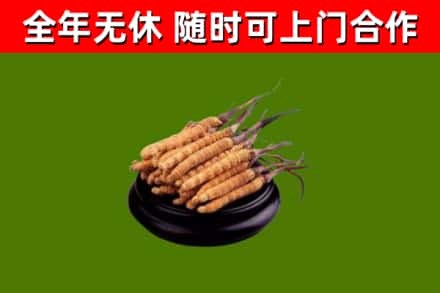东城区回收散虫草