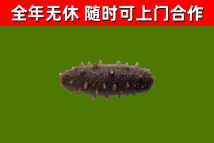 东城区回收海参干